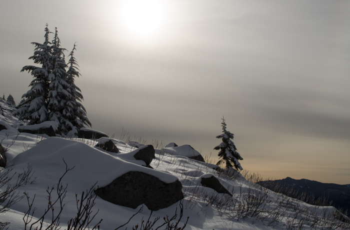 moosefish photo